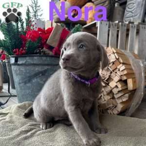 Nora, Silver Labrador Retriever Puppy